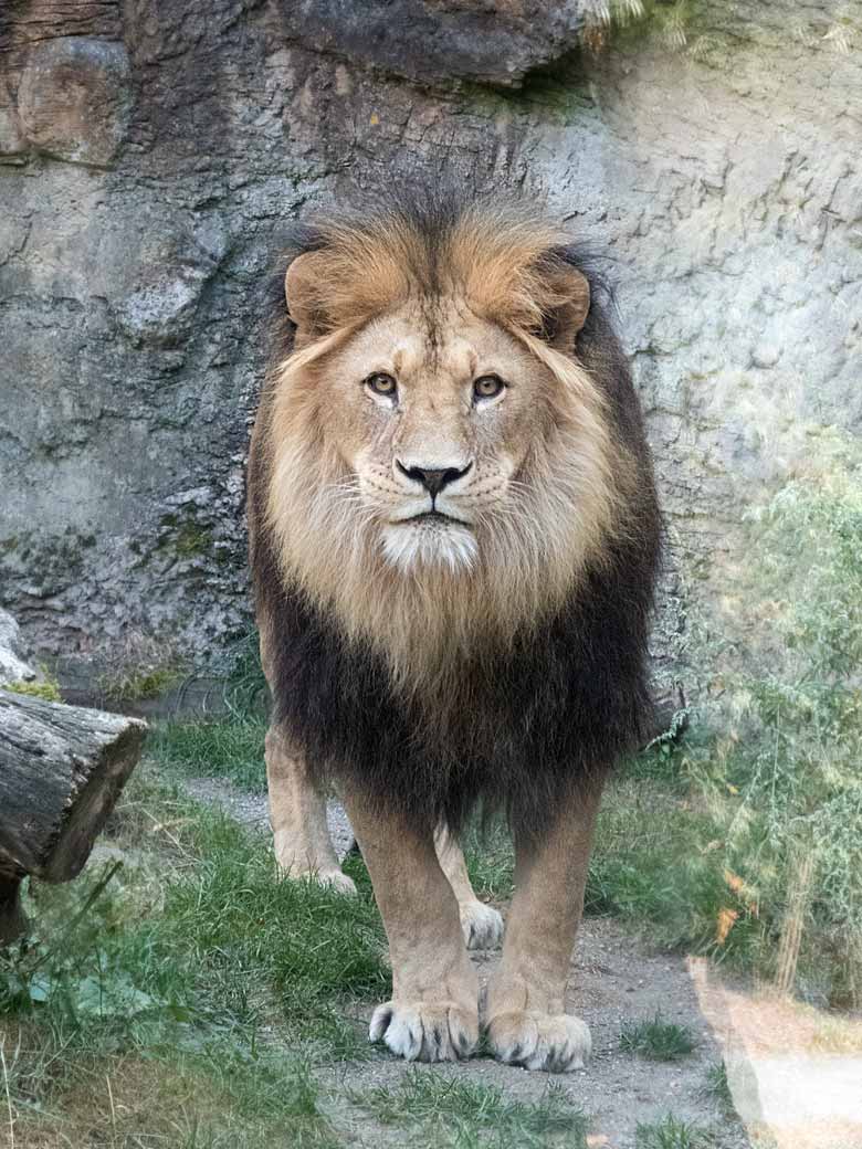 Afrikanische Löwen am 14. August 2018 auf der Mini-Außenanlage am Löwenhaus im Zoologischen Garten Wuppertal