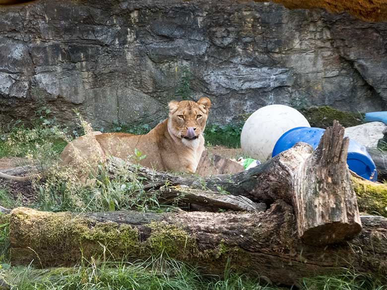 Afrikanische Löwin LUENA am 18. August 2018 auf der Mini-Außenanlage am Löwenhaus im Grünen Zoo Wuppertal