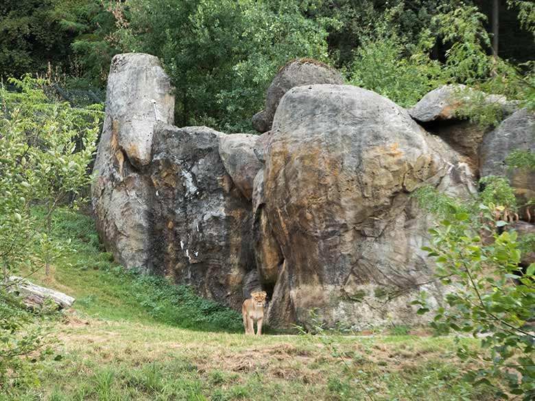 Afrikanische Löwin LUENA am 21. August 2018 auf der großen Außenanlage vor dem Löwenhaus im Grünen Zoo Wuppertal