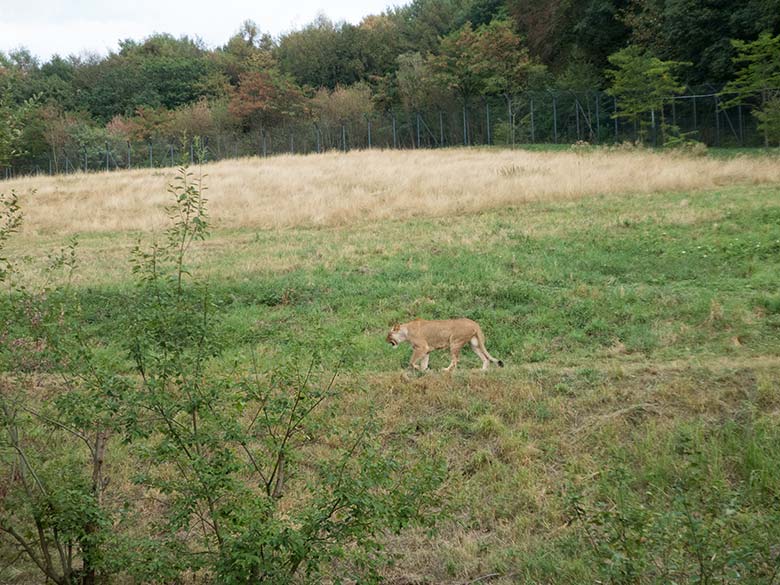 Afrikanische Löwin LUENA am 21. August 2018 auf der großen Außenanlage im Zoo Wuppertal