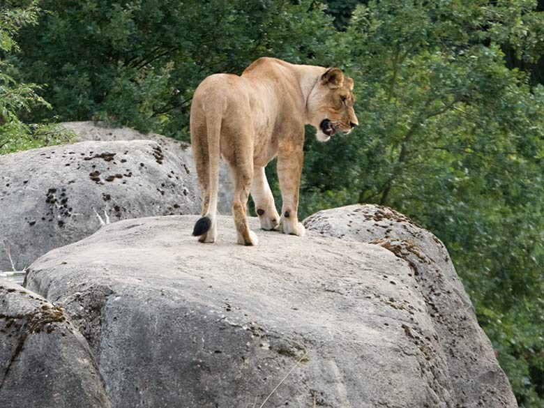 Afrikanische Löwin LUENA am 21. August 2018 auf dem Felsen des Besuchertunnels im Grünen Zoo Wuppertal