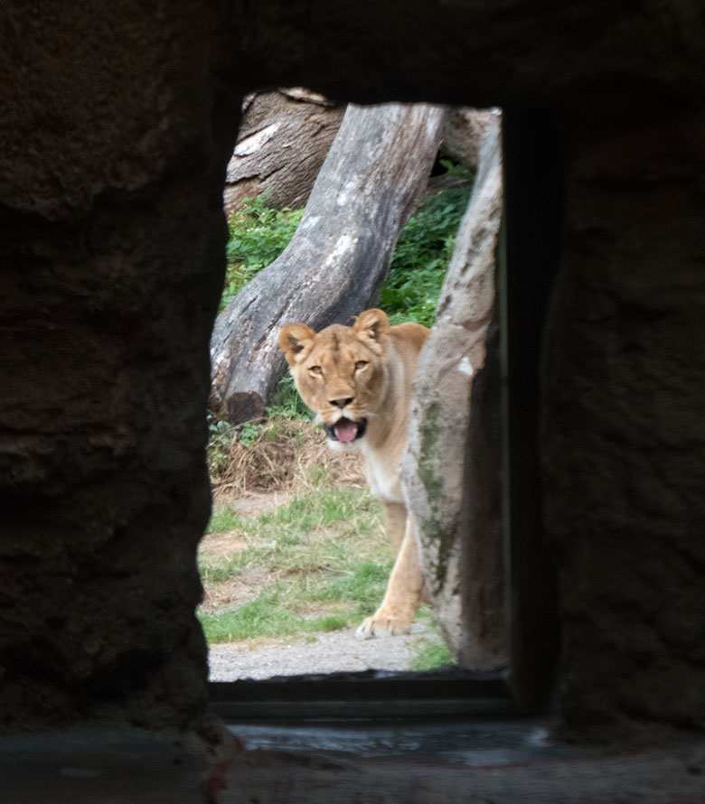 Afrikanische Löwin LUENA am 21. August 2018 auf der großen Außenanlage mit Blick durch den Zugang auf das Innengehege im Löwenhaus im Zoologischen Garten Wuppertal