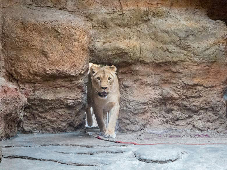 Afrikanische Löwin LUENA am 21. August 2018 im Durchgang von der großen Außenanlage in das Innengehege im Löwenhaus im Wuppertaler Zoo