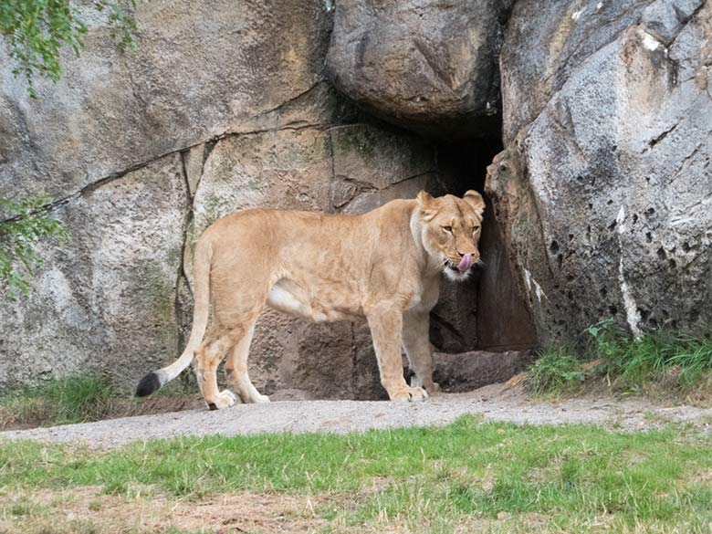 Afrikanische Löwin LUENA am 21. August 2018 auf der großen Außenanlage vor dem Zugang zu ihrem Innengehege im Löwenhaus im Zoo Wuppertal