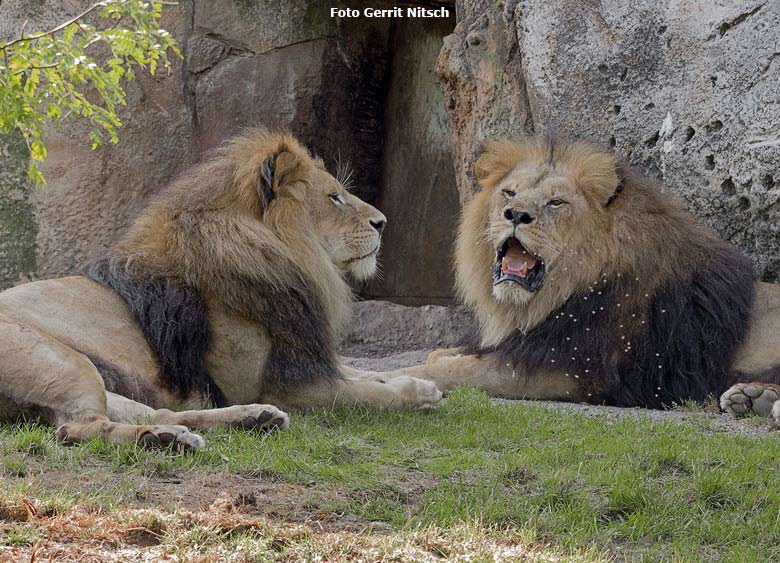 Afrikanische Löwenkater am 22. August 2018 auf der großen Außenanlage im Wuppertaler Zoo (Foto Gerrit Nitsch)