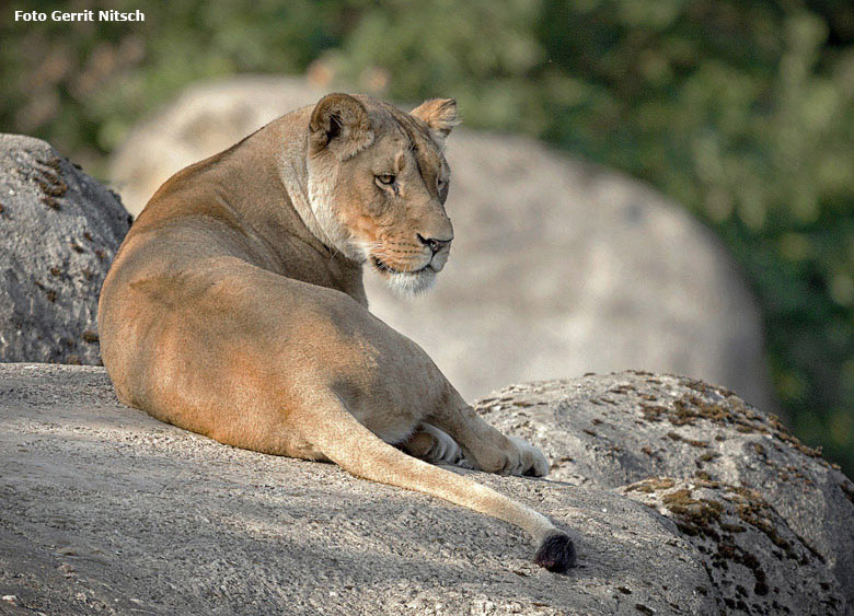 Afrikanische Löwin LUENA am 22. August 2018 auf dem Felsen des Besuchertunnels im Zoologischen Garten Wuppertal (Foto Gerrit Nitsch)