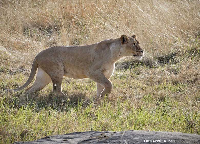 Afrikanische Löwin LUENA am 22. August 2018 auf der sogenannten Löwensavanne im Wuppertaler Zoo (Foto Gerrit Nitsch)