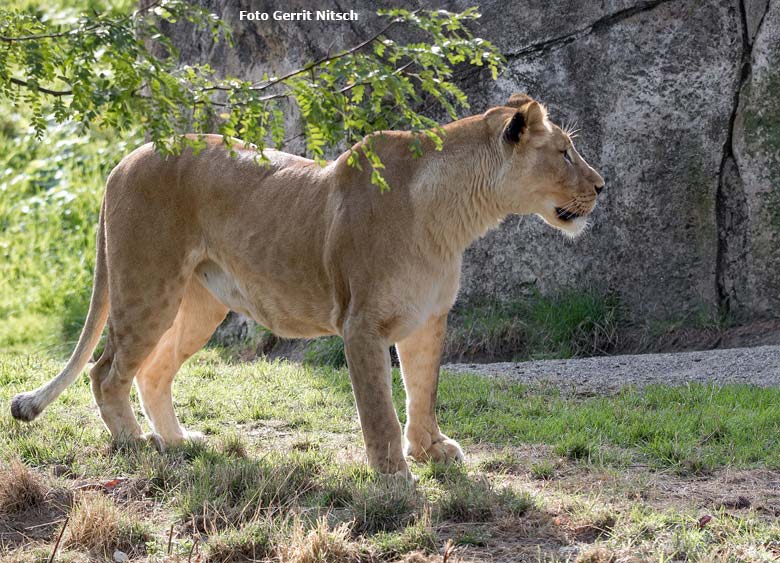 Afrikanische Löwin LUENA am 22. August 2018 auf der großen Außenanlage im Zoo Wuppertal (Foto Gerrit Nitsch)