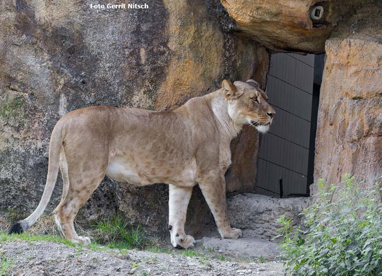 Afrikanische Löwin LUENA am 22. August 2018 auf der großen Außenanlage vor dem Zugang zu ihrem Innengehege im Löwenhaus im Zoologischen Garten der Stadt Wuppertal (Foto Gerrit Nitsch)