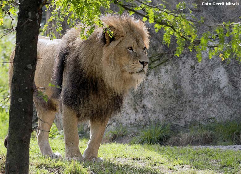 Afrikanischer Löwenkater am 22. August 2018 auf der großen Außenanlage im Grünen Zoo Wuppertal (Foto Gerrit Nitsch)