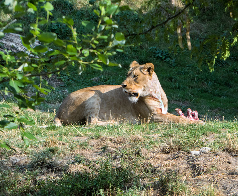 Afrikanische Löwin LUENA mit Fleischstück am 22. August 2018 auf der großen Außenanlage im Grünen Zoo Wuppertal