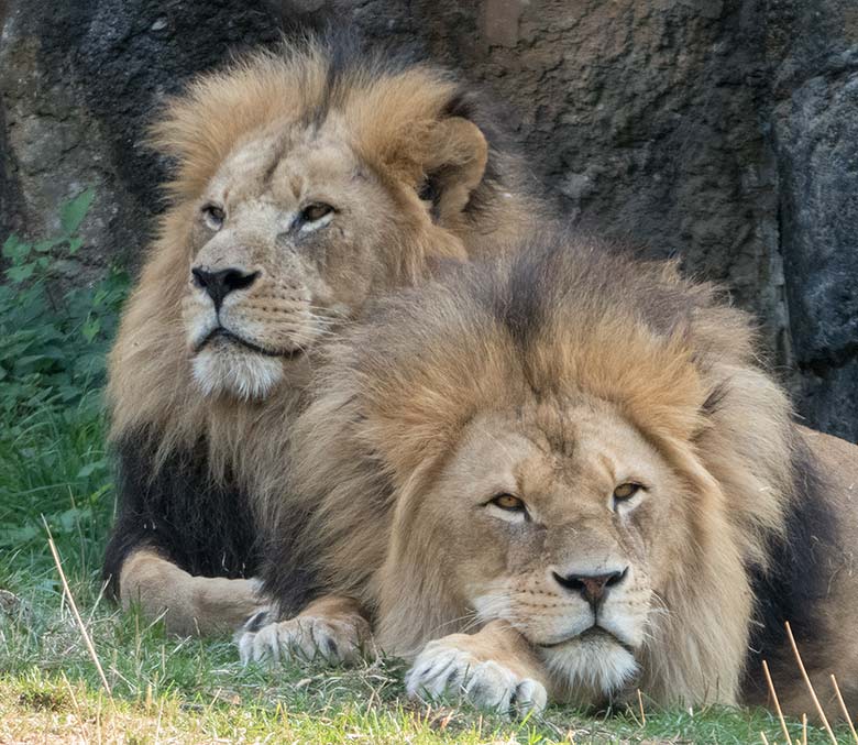 Afrikanische Löwenkater am 23. August 2018 vor dem Löwenhaus im Grünen Zoo Wuppertal