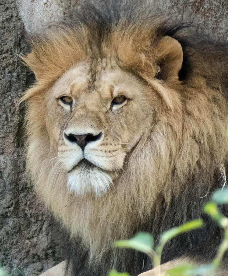 Afrikanischer Löwenkater am 23. August 2018 vor dem Löwenhaus im Zoo Wuppertal