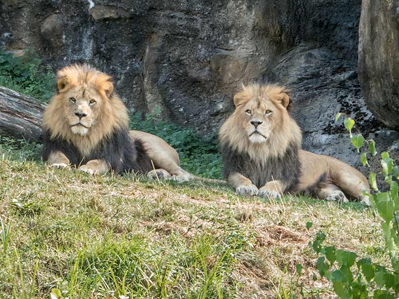 Afrikanische Löwenkater am 23. August 2018 vor dem Löwenhaus im Grünen Zoo Wuppertal