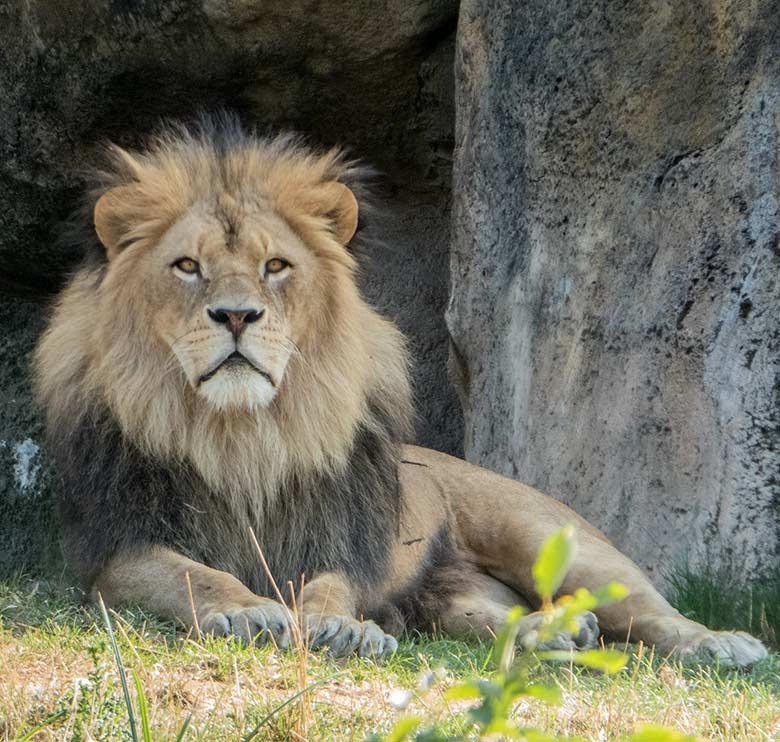 Afrikanischer Löwenkater am 23. August 2018 vor dem Löwenhaus im Wuppertaler Zoo