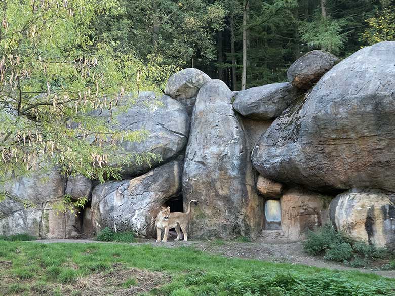 Afrikanische Löwen-Katze LUENA am 4. Oktober 2018 auf der Außenanlage im Grünen Zoo Wuppertal