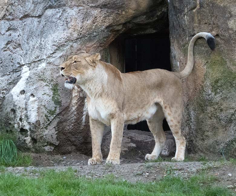 Afrikanische Löwen-Katze LUENA am 4. Oktober 2018 auf der Außenanlage im Wuppertaler Zoo