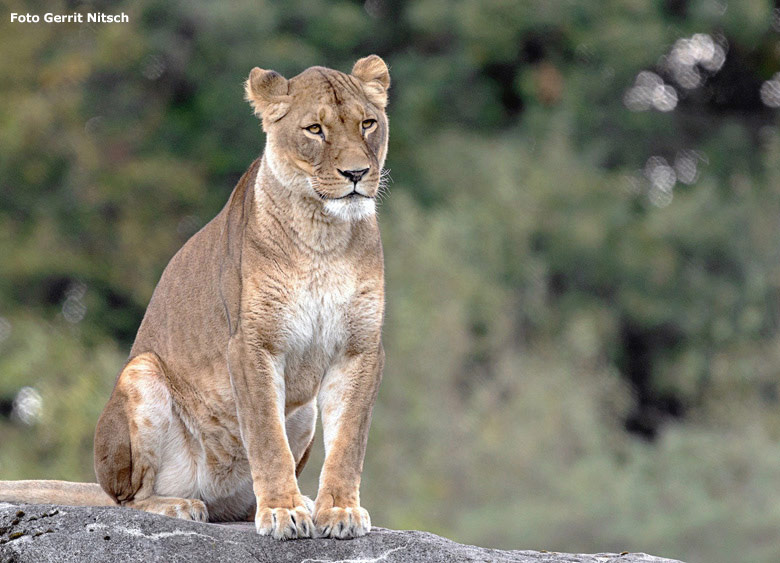 Afrikanische Löwen-Katze LUENA am 5. Oktober 2018 auf der Löwensavanne im Zoologischen Garten Wuppertal (Foto Gerrit Nitsch)