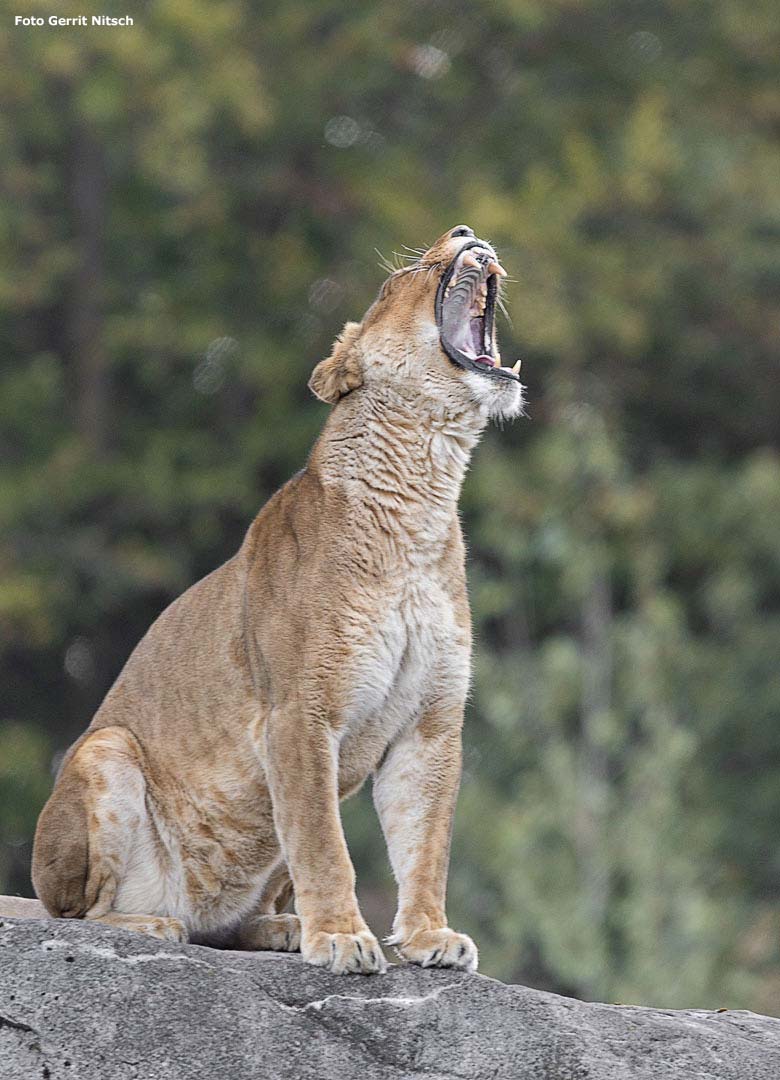 Afrikanische Löwen-Katze LUENA am 5. Oktober 2018 auf der Löwensavanne im Grünen Zoo Wuppertal (Foto Gerrit Nitsch)