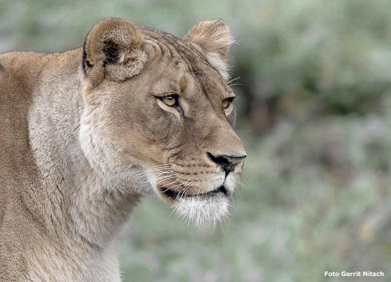 Afrikanische Löwen-Katze LUENA am 5. Oktober 2018 auf der Löwensavanne im Zoo Wuppertal (Foto Gerrit Nitsch)