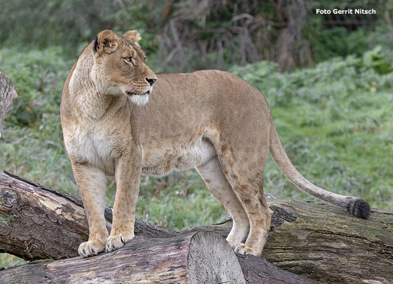 Afrikanische Löwen-Katze LUENA am 5. Oktober 2018 auf der Löwensavanne im Wuppertaler Zoo (Foto Gerrit Nitsch)