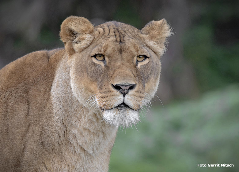 Afrikanische Löwen-Katze LUENA am 5. Oktober 2018 auf der Löwensavanne im Zoologischen Garten der Stadt Wuppertal (Foto Gerrit Nitsch)