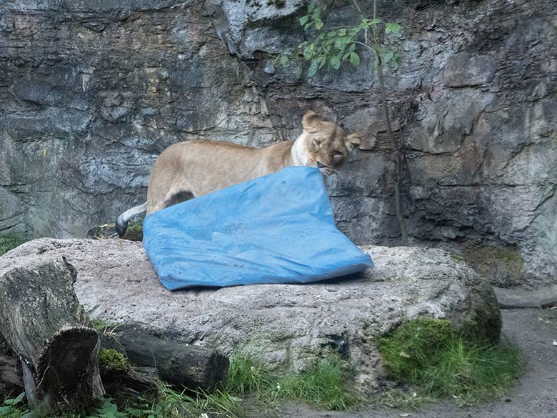 Afrikanische Löwen-Katze LUENA am 5. Oktober 2018 auf der kleinen Außenanlage am Löwenhaus im Grünen Zoo Wuppertal