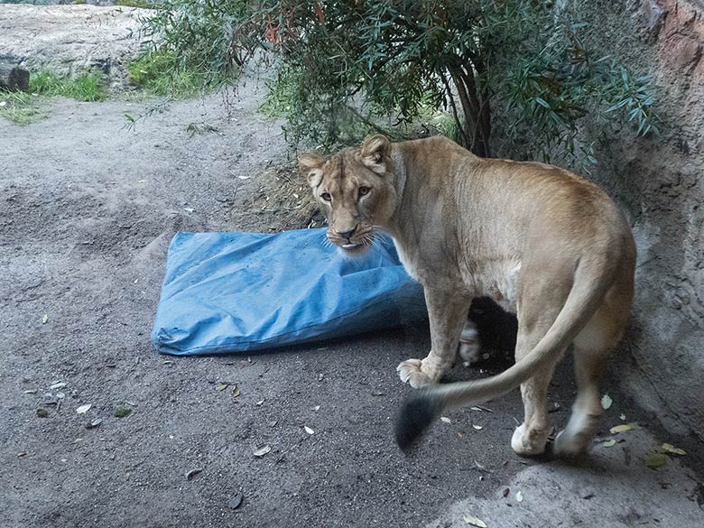 Afrikanische Löwen-Katze LUENA am 5. Oktober 2018 auf der kleinen Außenanlage am Löwenhaus im Wuppertaler Zoo