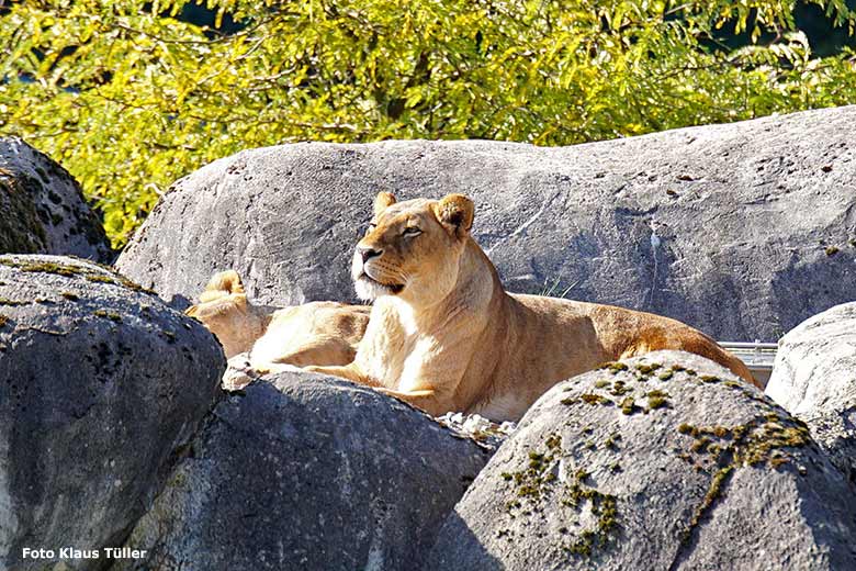 Afrikanische Löwin am 6. Oktober 2018 auf der Außenanlage im Wuppertaler Zoo (Foto Klaus Tüller)