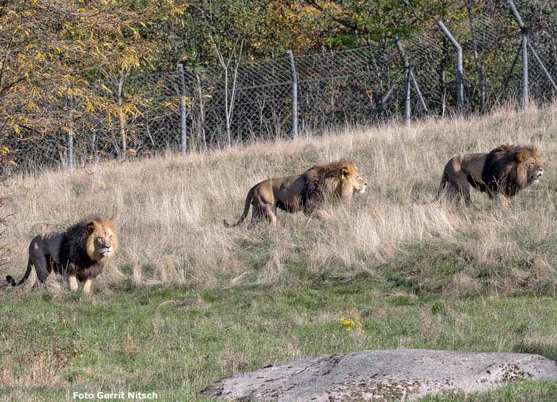Afrikanische Löwen-Kater SHAWANO, MASSINO und TAMO am 13. Oktober 2018 auf der Löwensavanne im Zoologischen Garten Wuppertal (Foto Gerrit Nitsch)