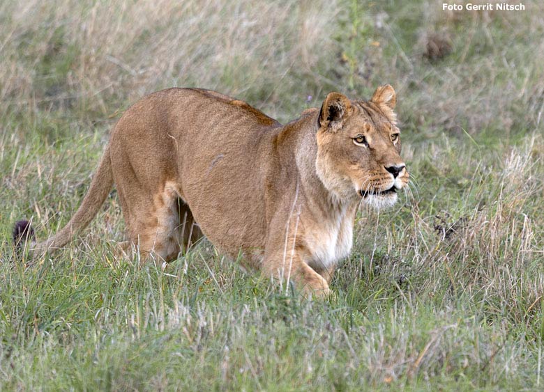 Afrikanische Löwen-Katze am 13. Oktober 2018 auf der Löwensavanne im Zoo Wuppertal (Foto Gerrit Nitsch)