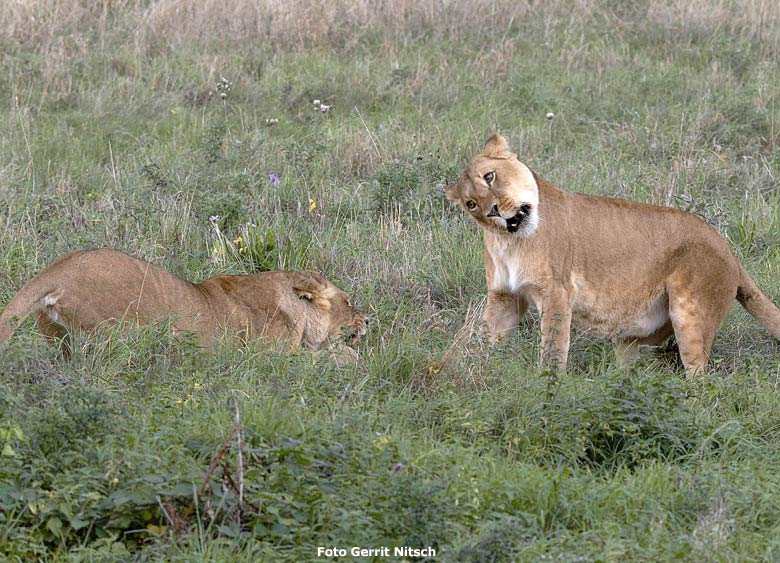 Afrikanische Löwen-Katze MALAIKA und MAISHA am 13. Oktober 2018 auf der Löwensavanne im Wuppertaler Zoo (Foto Gerrit Nitsch)