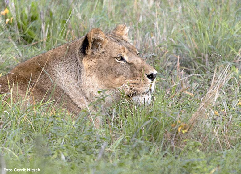 Afrikanische Löwen-Katze MALAIKA am 13. Oktober 2018 auf der Löwensavanne im Zoologischen Garten der Stadt Wuppertal (Foto Gerrit Nitsch)