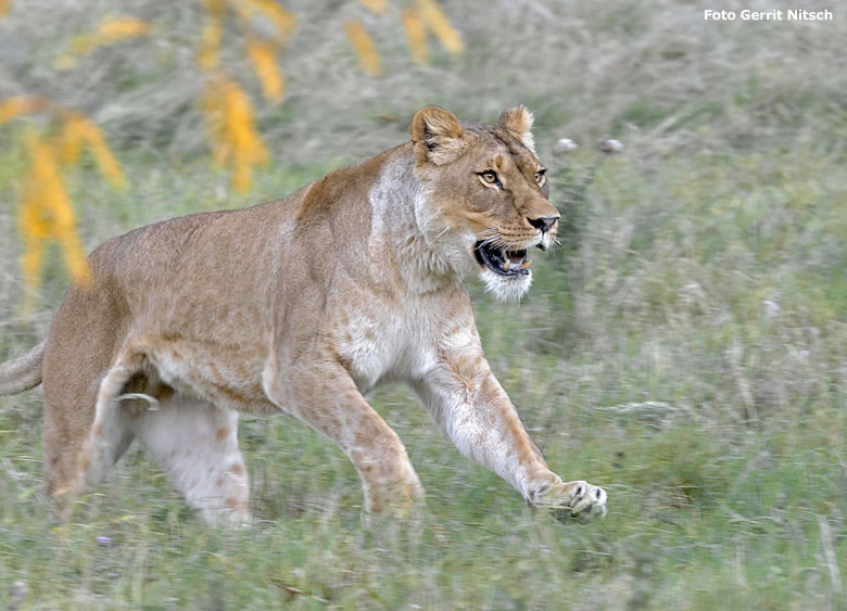 Afrikanische Löwen-Katze LUENA am 13. Oktober 2018 auf der Löwensavanne im Wuppertaler Zoo (Foto Gerrit Nitsch)