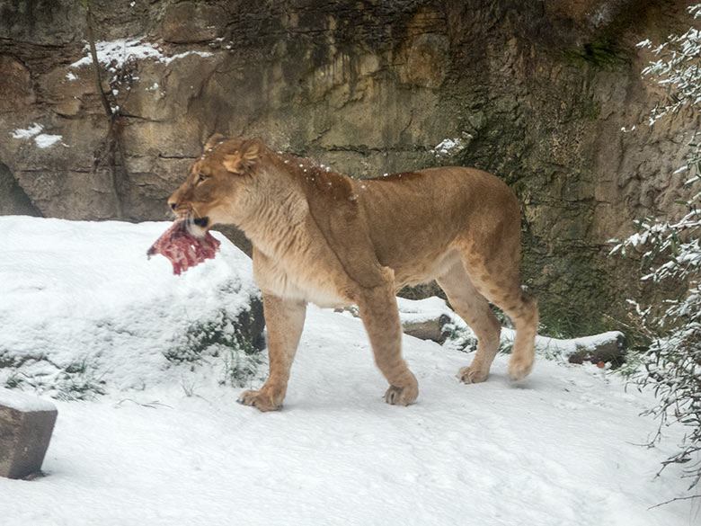 Afrikanische Löwin LUENA am 16. Dezember 2018 auf der kleinen Außenanlage am Löwen-Haus im Zoologischen Garten Wuppertal