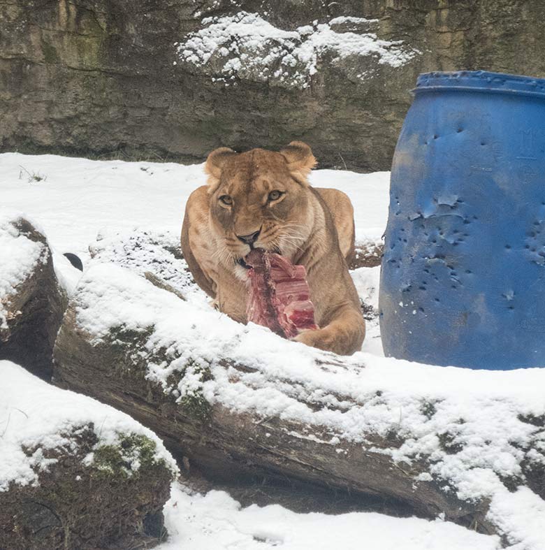 Afrikanische Löwin LUENA am 16. Dezember 2018 auf der kleinen Außenanlage am Löwen-Haus im Grünen Zoo Wuppertal