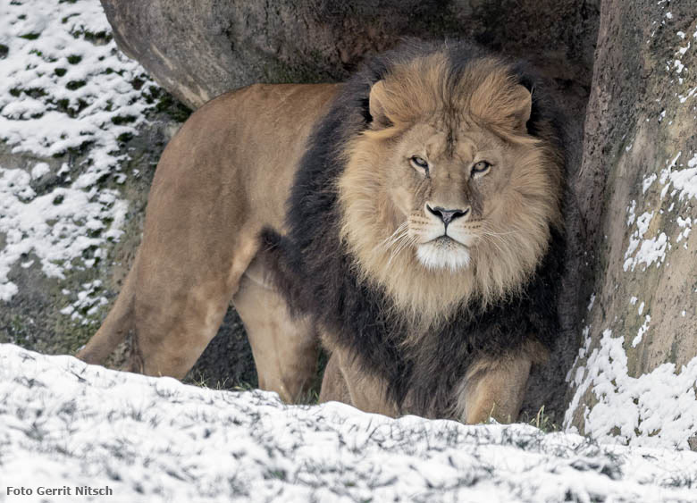 Afrikanischer Löwen-Kater SHAWANO am 23. Januar 2019 auf der Außenanlage im Schnee im Grünen Zoo Wuppertal (Foto Gerrit Nitsch)