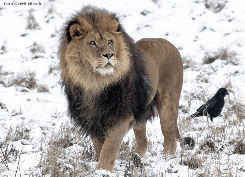 Afrikanischer Löwen-Kater TAMO am 23. Januar 2019 auf der Außenanlage im Schnee im Grünen Zoo Wuppertal (Foto Gerrit Nitsch)