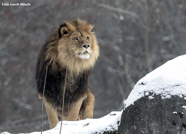 Afrikanischer Löwen-Kater TAMO am 23. Januar 2019 auf der Außenanlage im Schnee im Zoo Wuppertal (Foto Gerrit Nitsch)