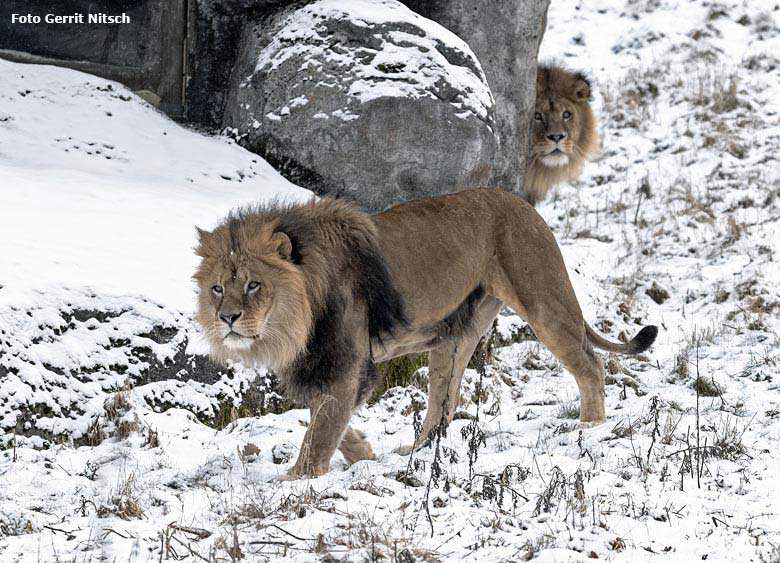 Afrikanischer Löwen-Kater MASSINO (vorn) und TAMO (hinten) am 23. Januar 2019 auf der Außenanlage im Schnee im Wuppertaler Zoo (Foto Gerrit Nitsch)