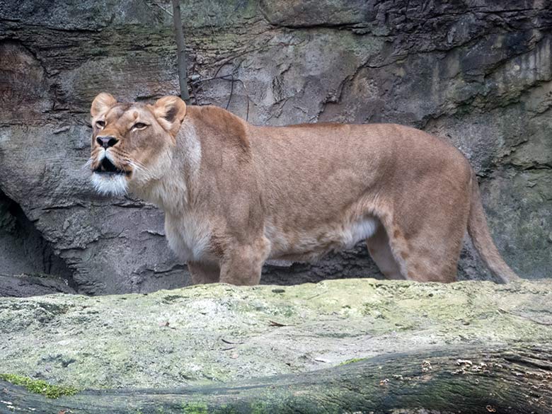 Afrikanische Löwin LUENA am 23. März 2019 auf der Mini-Außenanlage im Löwen-Haus im Wuppertaler Zoo