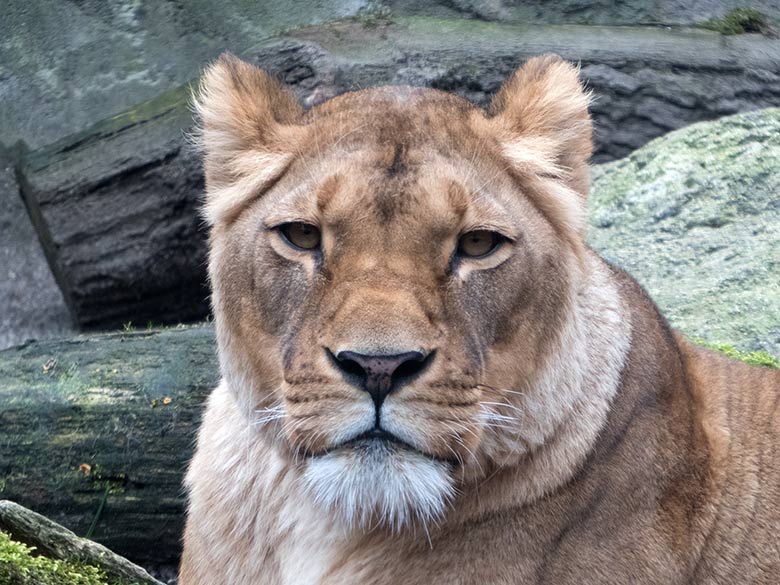 Afrikanische Löwin LUENA am 23. März 2019 auf der Mini-Außenanlage im Löwen-Haus im Zoologischen Garten Wuppertal