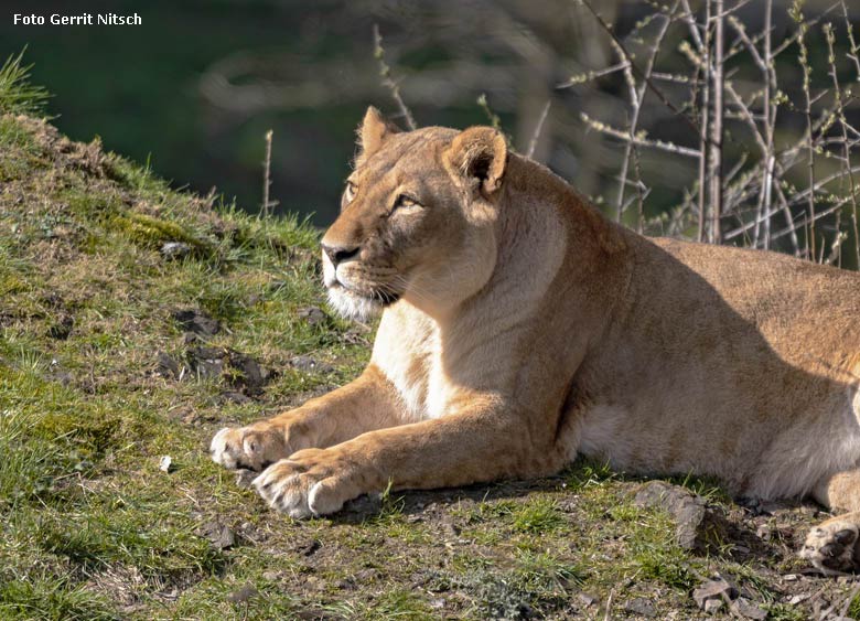 Afrikanische Löwen-Katze MAISHA am 30. März 2019 auf der Löwen-Savanne im Grünen Zoo Wuppertal (Foto Gerrit Nitsch)