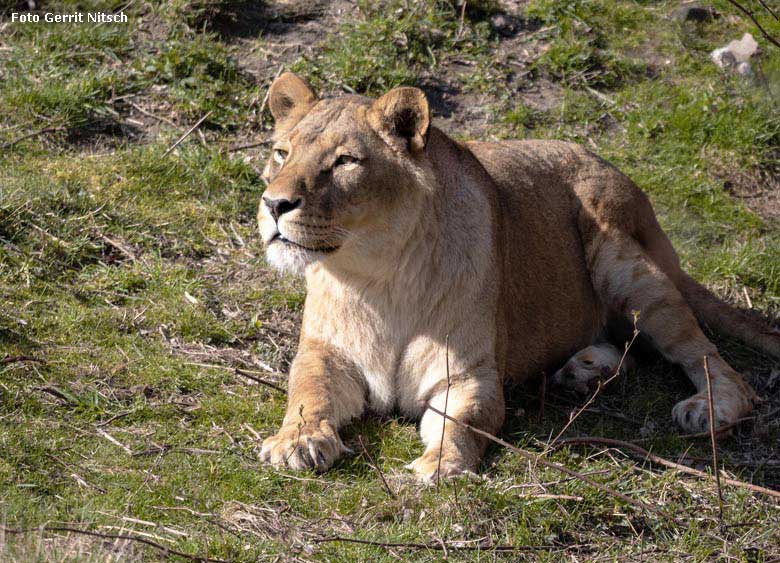 Afrikanische Löwen-Katze MALAIKA am 30. März 2019 auf der Löwen-Savanne im Zoologischen Garten Wuppertal (Foto Gerrit Nitsch)