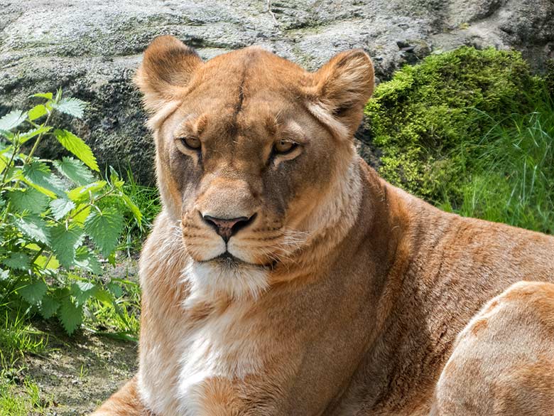 Afrikanische Löwin LUENA am 19. Mai 2019 auf der Mini-Außenanlage am Löwen-Haus im Grünen Zoo Wuppertal