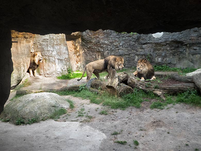 Afrikanische Löwen-Kater am 25. Juni 2019 auf der Mini-Außenanlage im Löwen-Haus im Zoo Wuppertal