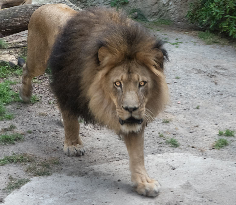 Afrikanischer Löwen-Kater am 25. Juni 2019 auf der Mini-Außenanlage im Löwen-Haus im Wuppertaler Zoo