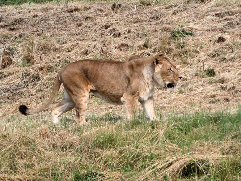 Afrikanische Löwen-Katze MALAIKA am 25. Juni 2019 auf der Löwen-Savanne im Wuppertaler Zoo