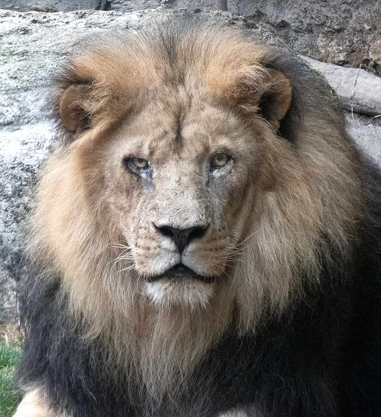Afrikanischer Löwen-Kater SHAWANO am 20. Juli 2019 im kleinen Außengehege am Löwen-Haus im Wuppertaler Zoo