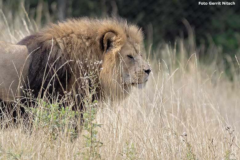 Afrikanischer Löwenkater SHAWANO am 19. August 2019 auf der Löwensavanne im Grünen Zoo Wuppertal (Foto Gerrit Nitsch)